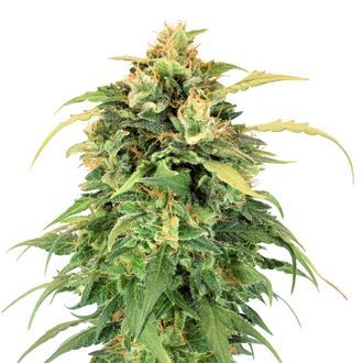 Lemon Haze (Amsterdam Genetics) Feminisoidut
