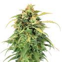 Lemon Haze (Amsterdam Genetics) Feminisoidut