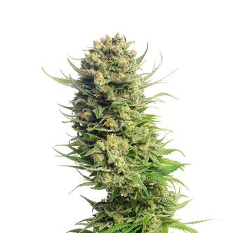 Spicebomb (Amsterdam Genetics) feminisoidut