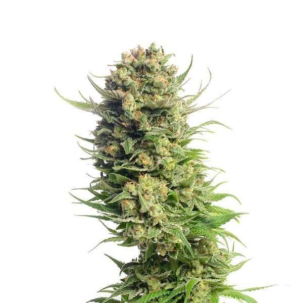 Spicebomb (Amsterdam Genetics) Feminisoidut