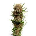 Candyfloss (Amsterdam Genetics) Feminisoidut