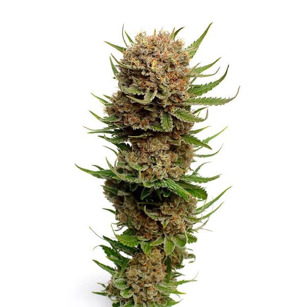 Candyfloss (Amsterdam Genetics) Feminisoidut