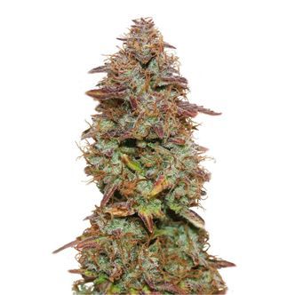 Exotic Purple Automatic (Amsterdam Genetics) Feminisoidut