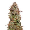 Exotic Purple Autoflower (Amsterdam Genetics) Feminisoidut