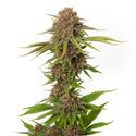 Forbidden Passionfruit (Amsterdam Genetics) Feminisoidut