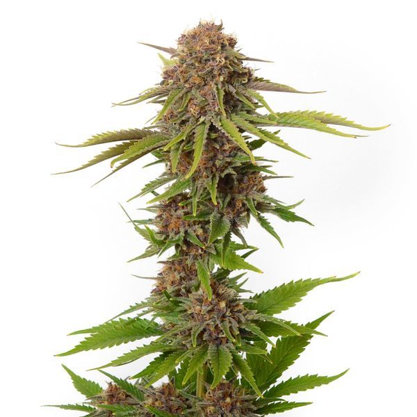 Forbidden Passionfruit (Amsterdam Genetics) Feminisoidut