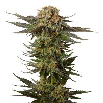 Moncherry (Amsterdam Genetics) Feminisoidut