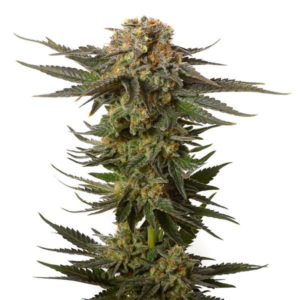 Moncherry (Amsterdam Genetics) Feminisoidut