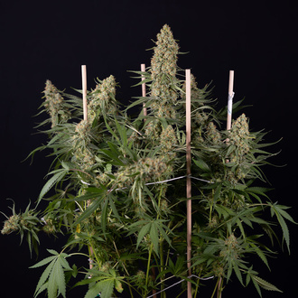 Aurinkopaneeli (Zamnesia Seeds) Feminisoidut