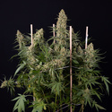 Aurinkopaneeli (Zamnesia Seeds) Feminisoidut