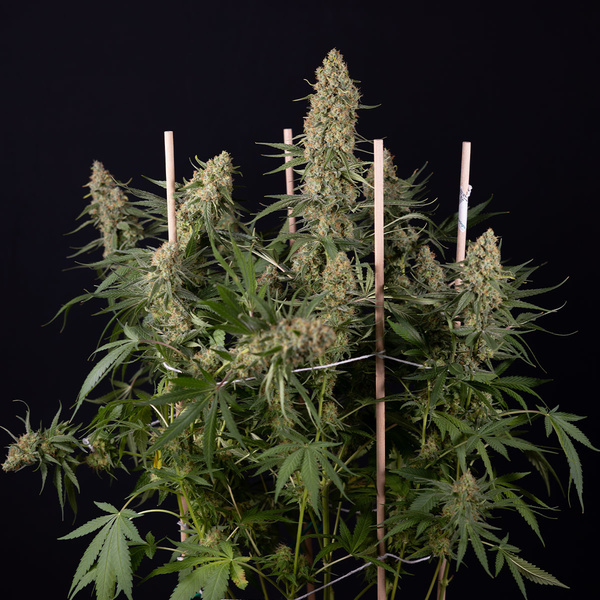 Aurinkopaneeli (Zamnesia Seeds) Feminisoidut