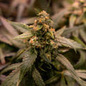 Aurinkopaneeli (Zamnesia Seeds) Feminisoidut