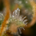 Aurinkopaneeli (Zamnesia Seeds) Feminisoidut