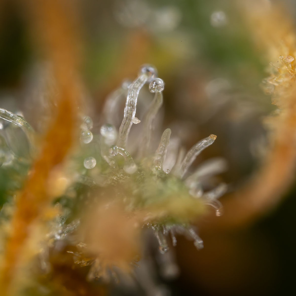 Aurinkopaneeli (Zamnesia Seeds) Feminisoidut