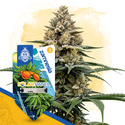 Solar Panel Autoflower (Zamnesia Seeds) feminoitu