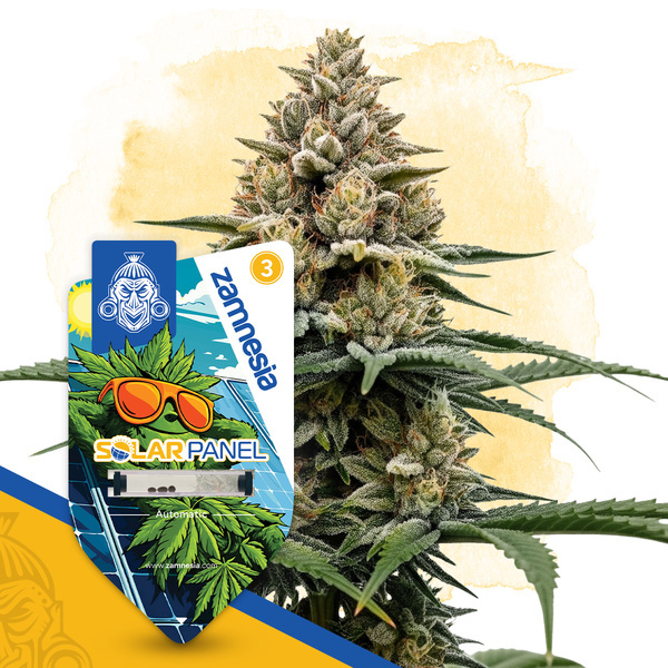 Solar Panel Autoflower (Zamnesia Seeds) feminoitu