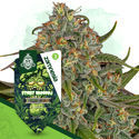 Sticky Broccoli (Zamnesia Seeds) Feminisoidut