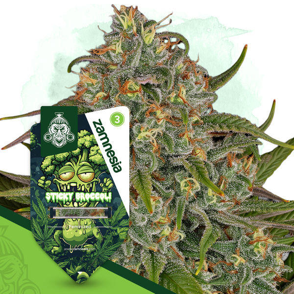 Sticky Broccoli (Zamnesia Seeds) Feminisoidut