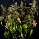 Sticky Broccoli (Zamnesia Seeds) Feminisoidut