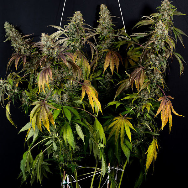 Sticky Broccoli (Zamnesia Seeds) Feminisoidut