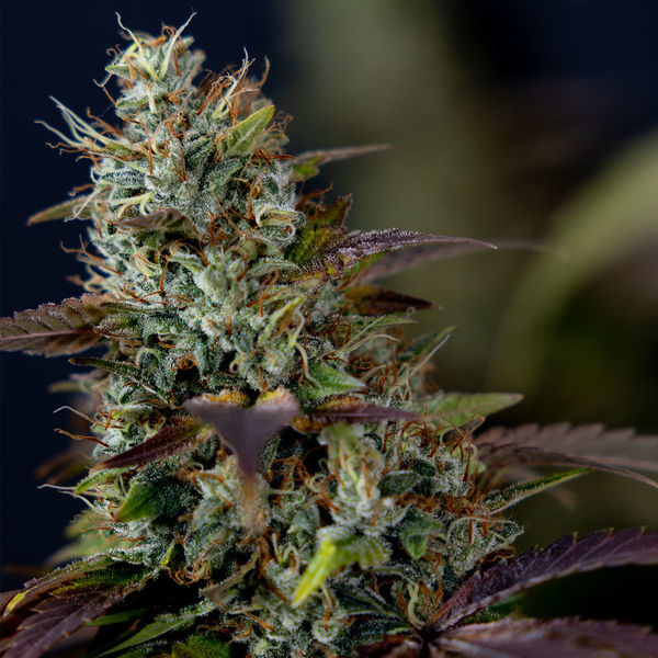 Sticky Broccoli (Zamnesia Seeds) Feminisoidut