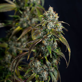 Sticky Broccoli (Zamnesia Seeds) Feminisoidut