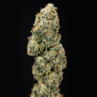 Sticky Broccoli (Zamnesia Seeds) Feminisoidut
