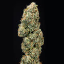 Sticky Broccoli (Zamnesia Seeds) Feminisoidut