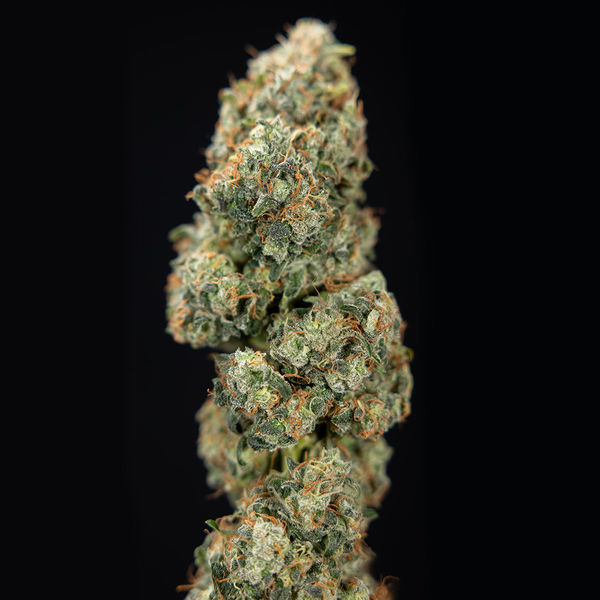 Sticky Broccoli (Zamnesia Seeds) Feminisoidut