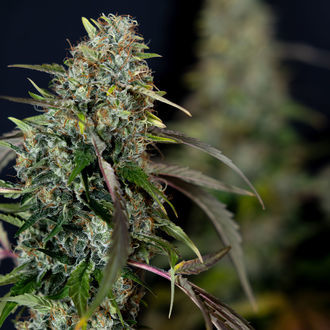 Sticky Broccoli (Zamnesia Seeds) Feminisoidut