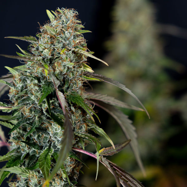 Sticky Broccoli (Zamnesia Seeds) Feminisoidut