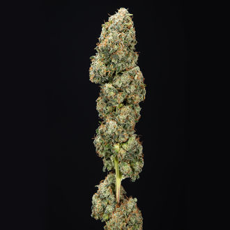 Sticky Broccoli (Zamnesia Seeds) Feminisoidut