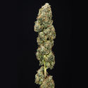 Sticky Broccoli (Zamnesia Seeds) Feminisoidut