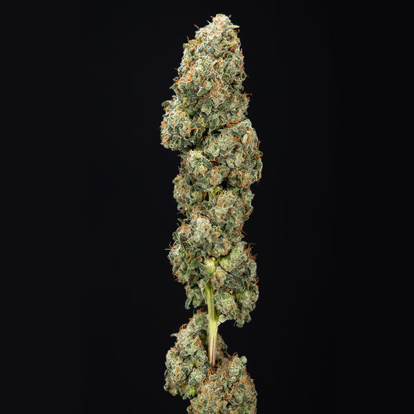 Sticky Broccoli (Zamnesia Seeds) Feminisoidut