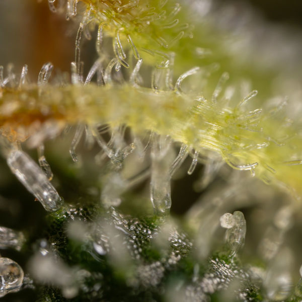 Sticky Broccoli (Zamnesia Seeds) Feminisoidut