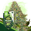 Sticky Broccoli Autoflower (Zamnesia Seeds) Feminisoidut