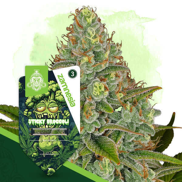 Sticky Broccoli Autoflower (Zamnesia Seeds) Feminisoidut