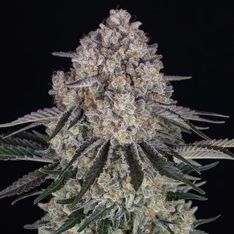 Sour Diesel Auto (Barney's Farm) feminisoitu