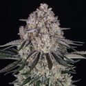 Sour Diesel Auto (Barney's Farm) Feminisoidut
