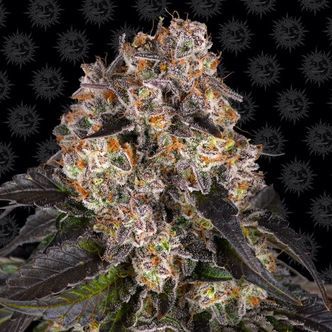 Girl Scout Cookies (Barney's Farm) -feminisoidut siemenet