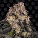 Girl Scout Cookies (Barney's Farm) Feminisoidut