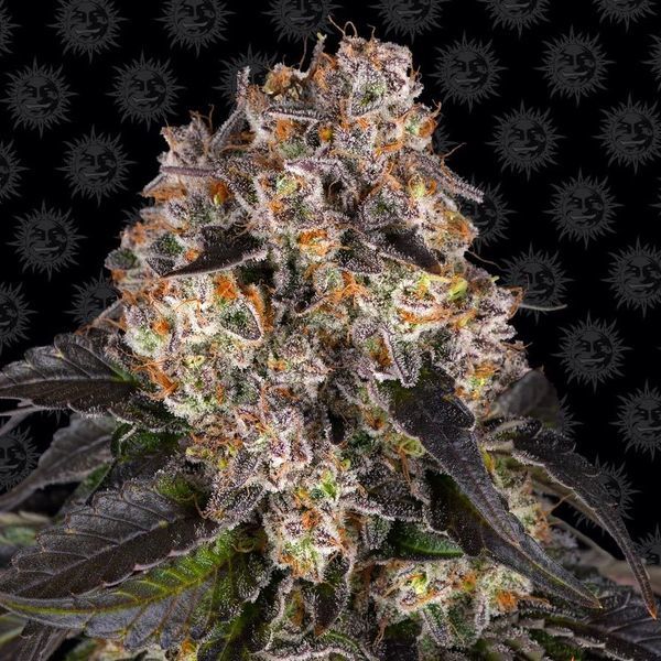 Girl Scout Cookies (Barney's Farm) Feminisoidut