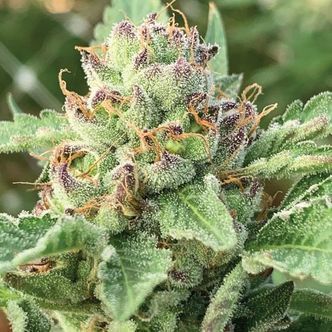 Apple Blossom (Humboldt Seed Company) feminisoidut