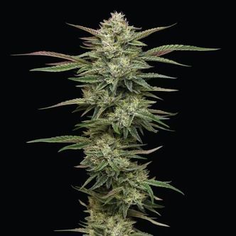 Blueberry Cupcake (Humboldt Seed Company) feminisoidut kannabiksen siemenet