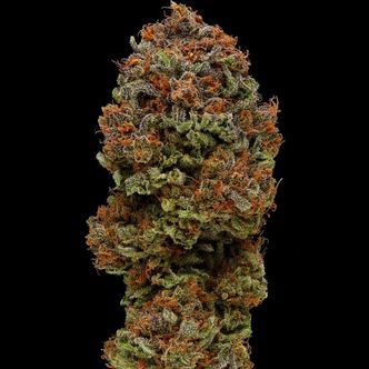 Blueberry Muffin (Humboldt Seed Company) feminisoidut kannabiksen siemenet
