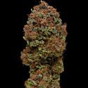 Blueberry Muffin (Humboldt Seed Company) Feminisoidut
