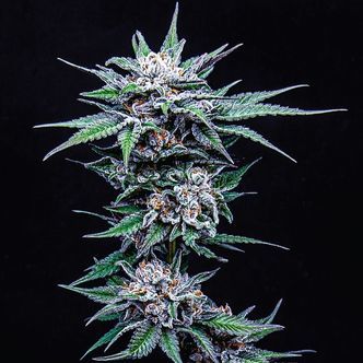 Blueberry Pancakes (Humboldt Seed Company) feminisoidut kannabiksen siemenet