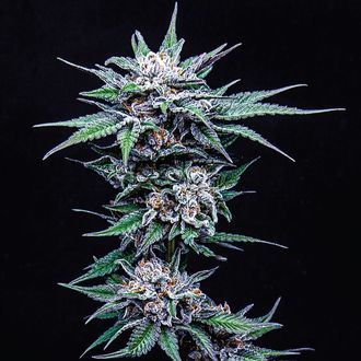 Blueberry Pancakes (Humboldt Seed Company) Feminisoidut