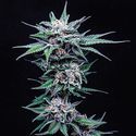 Blueberry Pancakes (Humboldt Seed Company) Feminisoidut