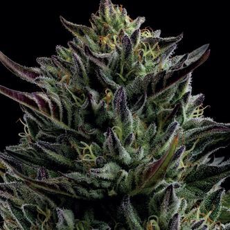 California Octane (Humboldt Seed Company) feminisoitu